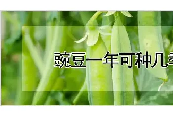 豌豆一年可种几季