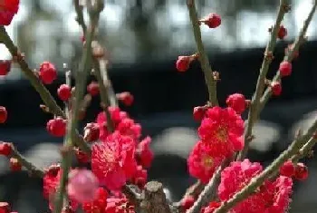 寓意孤独的植物,什么植物象征孤独与悲伤?