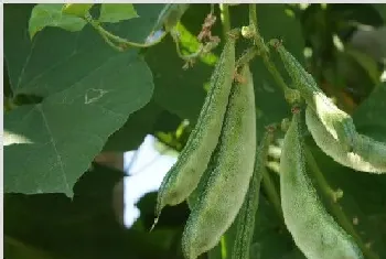 豆角浇水的正确方法