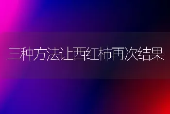 三种方法让西红柿再次结果