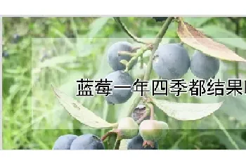 蓝莓一年四季都结果吗