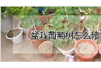 盆栽葡萄树怎么修剪