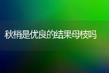 秋梢是优良的结果母枝吗