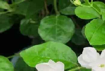 茉莉花什么时候开花,花期时间与季节?