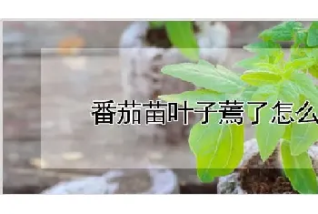 番茄苗叶子蔫了怎么办