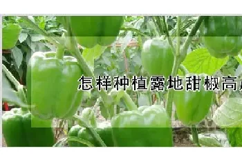 怎样种植露地甜椒高产