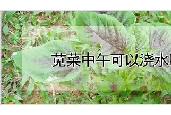 苋菜中午可以浇水吗