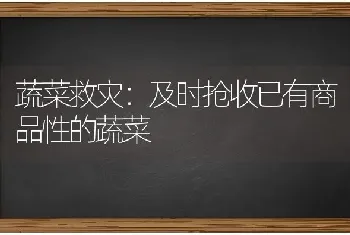 蔬菜救灾：及时抢收已有商品性的蔬菜