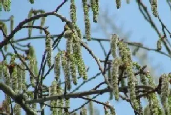 杨树会开花吗,一般什么时候开花?