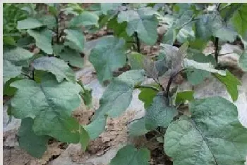 夏播露地茄子高产栽培技术