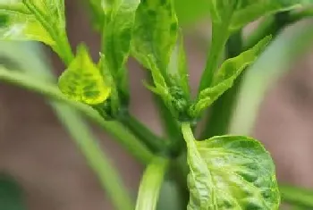 朝天椒病毒病症状与防治方法?