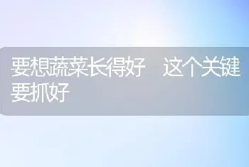 要想蔬菜长得好 这个关键要抓好