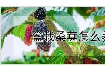 盆栽桑葚怎么养