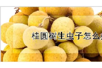 桂圆树生虫子怎么办