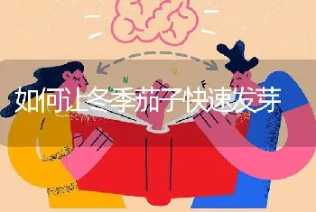 如何让冬季茄子快速发芽