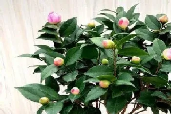 茶花一年长多高?