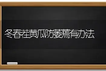 冬春茬黄瓜防萎蔫有办法