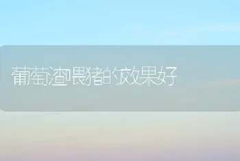 葡萄渣喂猪的效果好