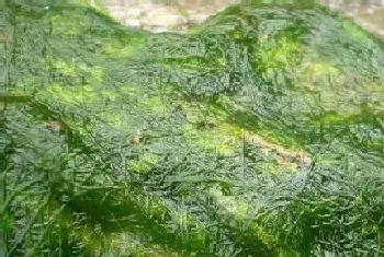 水绵属于什么植物类型?