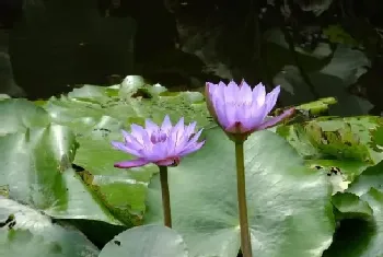 蓝莲花什么时候开花,花期时间是几月?