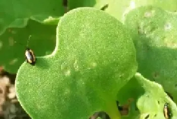 青菜跳甲虫用什么农药防治,打蔬菜跳甲菜青虫的特效药?