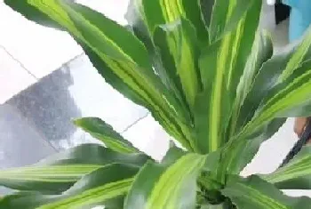 加仑盆适合种什么植物?