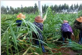 南方地区冬植甘蔗的高产栽培技术