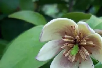 含笑花喜阴还是喜阳光的植物?