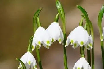 铃兰花的花语是什么?铃兰花的寓意与花语