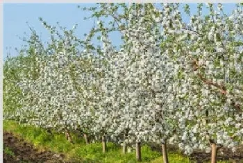 苹果花后怎么管理