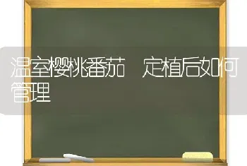 温室樱桃番茄 定植后如何管理