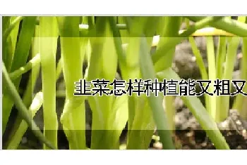 韭菜怎样种植能又粗又大