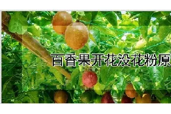 百香果开花没花粉原因