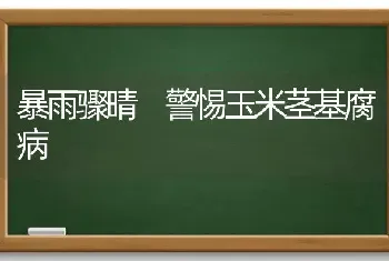 暴雨骤晴 警惕玉米茎基腐病