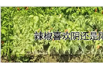 辣椒喜欢阴还是阳