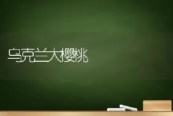 乌克兰大樱桃