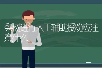 梨树进行人工辅助授粉应注意什么