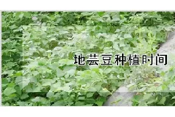 地芸豆种植时间