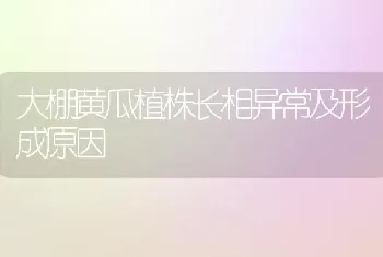 大棚黄瓜植株长相异常及形成原因