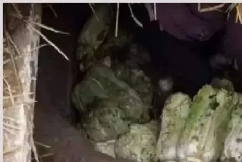 大白菜储存注意事项