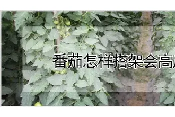 番茄怎样搭架会高产