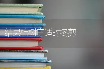 结果柿树宜适时冬剪