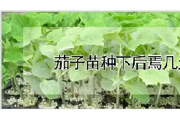 茄子苗种下后焉几天