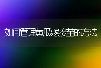 如何管理黄瓜嫁接苗的方法