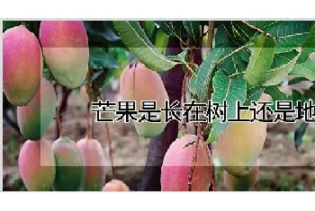 芒果是长在树上还是地上