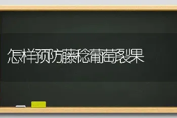 怎样预防藤稔葡萄裂果