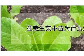 盆栽生菜小苗为什么细