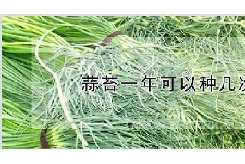 蒜苔一年可以种几次