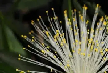 发财树一年开几次花?发财树形态特征与植物学史