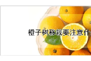 橙子树移栽要注意什么